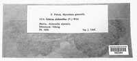 Coleroa alchemillae image